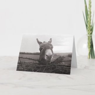 Freundlicher Donkey - Vintages Foto Karte