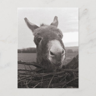 Freundlicher Donkey - Vintages Foto Postkarte