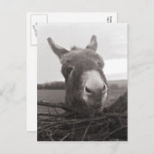 Freundlicher Donkey - Vintages Foto Postkarte (Vorne/Hinten)