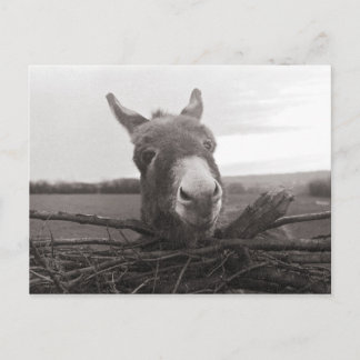 Freundlicher Donkey - Vintages Foto Postkarte