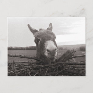 Freundlicher Esel - Vintage-Foto Postkarte