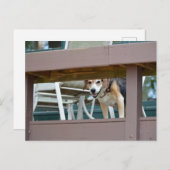 Freundlicher Hundshundbesucher Postkarte (Vorne/Hinten)