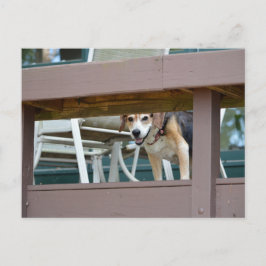 Freundlicher Hundshundbesucher Postkarte