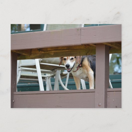 Freundlicher Hundshundbesucher Postkarte (Vorderseite)