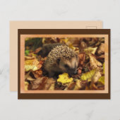 Freundlicher Igel Postkarte (Vorne/Hinten)