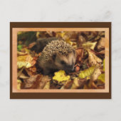 Freundlicher Igel Postkarte (Vorderseite)