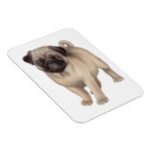 Freundlicher Mops Hunde Premium Magnet (Rechte Seite)