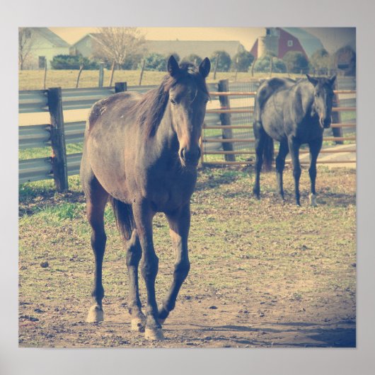 Freundliches Pferd, schüchternes Pferd Poster (Vorne)
