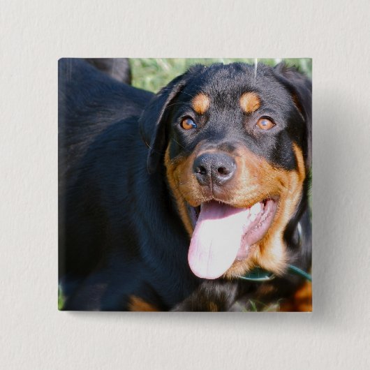 Freundliches Rottweiler Button (Vorderseite)