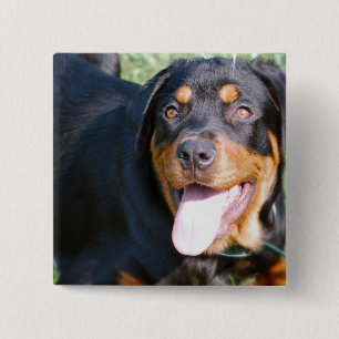 Freundliches Rottweiler Button