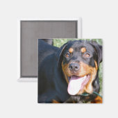 Freundliches Rottweiler Square Magnet (Vorderseite/Rückseite)