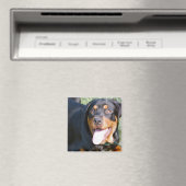 Freundliches Rottweiler Square Magnet (In Situ (Geschirrspüler))