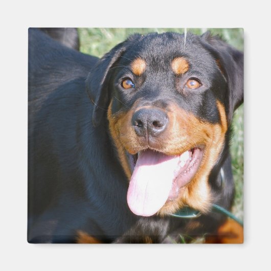 Freundliches Rottweiler Square Magnet (Vorne)