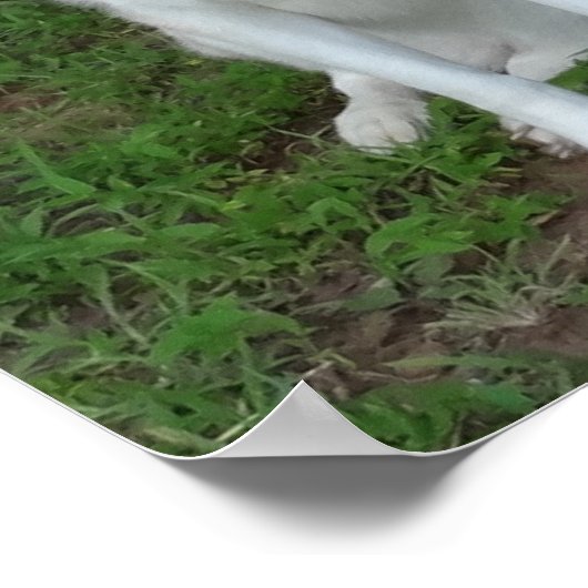 Freundschaft zwischen Katahoula und Ausky Dog Poster (Ecke)