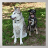 Freundschaft zwischen Katahoula und Ausky Dog Poster (Vorne)