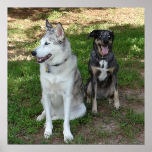 Freundschaft zwischen Katahoula und Ausky Dog Poster