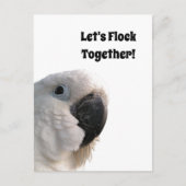 Freundschaftstag Cockatoo Flock - Funny Foto Postkarte (Vorderseite)