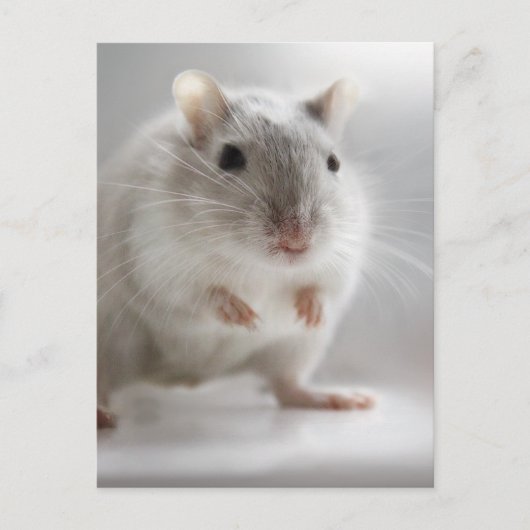 FREUT SIE ZU TREFFEN POSTKARTE (Vorderseite)