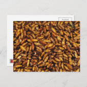 Fried Silk Worms ... Thai Street Food Postkarte (Vorne/Hinten)