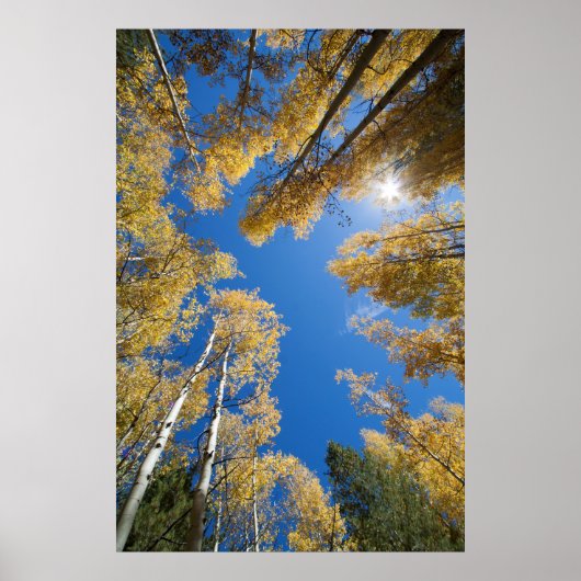 Frieden und Gelassenheit im Aspen Poster (Vorne)
