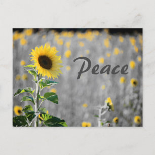 "Friedens"-Sonnenblumenfeld, Schwarz & Weiß Postkarte