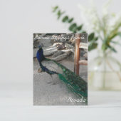 Friedensgespräche in Bonnie Springs Nevada - Postk Postkarte (Stehend Vorderseite)