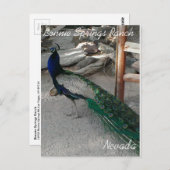 Friedensgespräche in Bonnie Springs Nevada - Postk Postkarte (Vorne/Hinten)