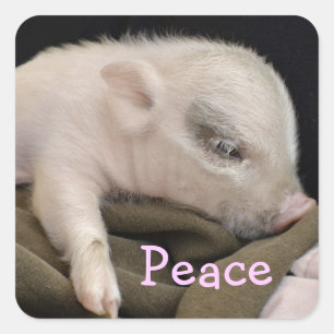 Friedenskleber für Schweine Quadratischer Aufkleber