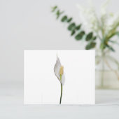 Friedenslehre, Spathiphyllum Postkarte (Stehend Vorderseite)