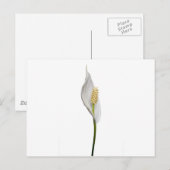 Friedenslehre, Spathiphyllum Postkarte (Vorne/Hinten)