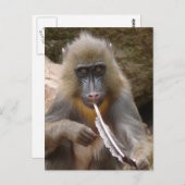 Friedenspfeife Postkarte (Vorne/Hinten)