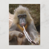 Friedenspfeife Postkarte (Vorderseite)