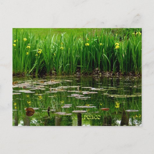 Friedenspostkarte Postkarte (Vorderseite)
