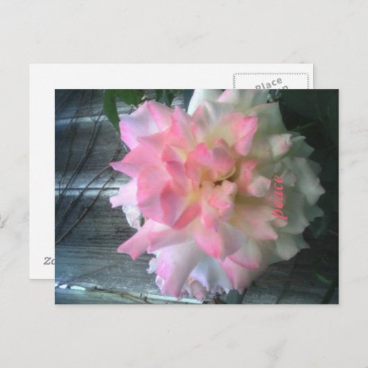 Friedenspostkarte Postkarte (Vorne/Hinten)