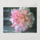 Friedenspostkarte Postkarte (Vorderseite)