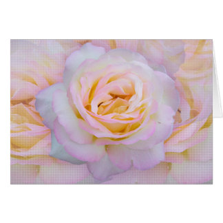 FriedensRose