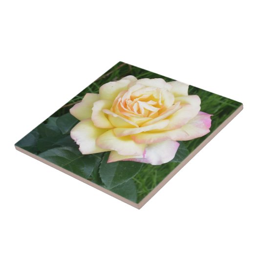 FriedensRose Fliese (Seite)