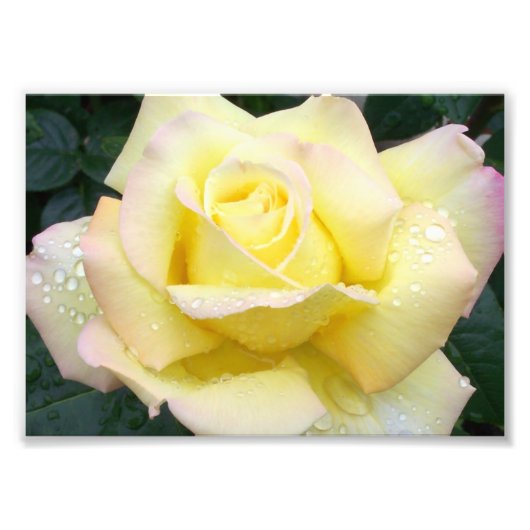 Friedensrose Fotografie (Vorne)
