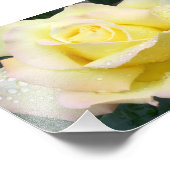 Friedensrose Fotografie (Ecke)