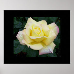 FriedensRosen-Plakat Poster