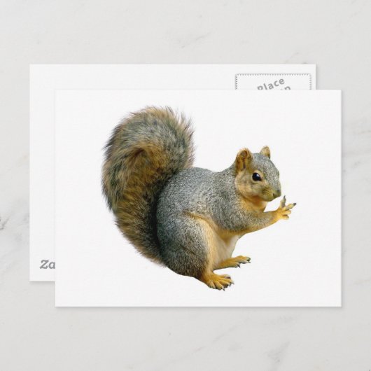 Friedensseichler Postkarte (Vorne/Hinten)