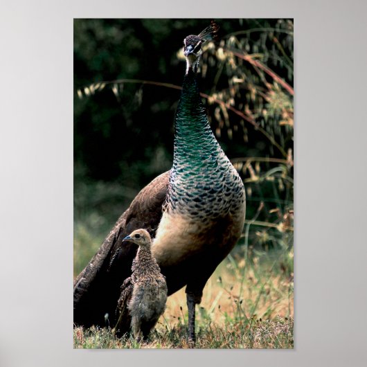 Friedenstruppen Poster (Vorne)