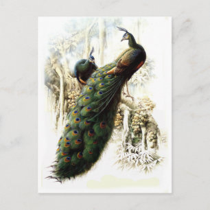 Friedenstruppen Postkarte