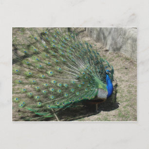 Friedenstruppen Postkarte