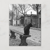 Friedhof Cat Vintag Fotografie Postkarte (Vorderseite)
