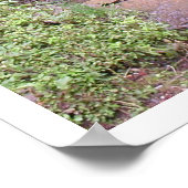 FRIEDLICH 2 POSTER (Ecke)