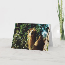 Friedlich Baba Karte