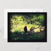 Friedlich Baboon Postkarte (Vorne/Hinten)