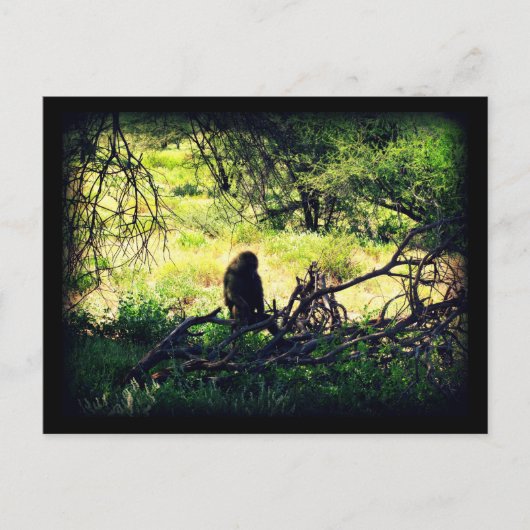 Friedlich Baboon Postkarte (Vorderseite)