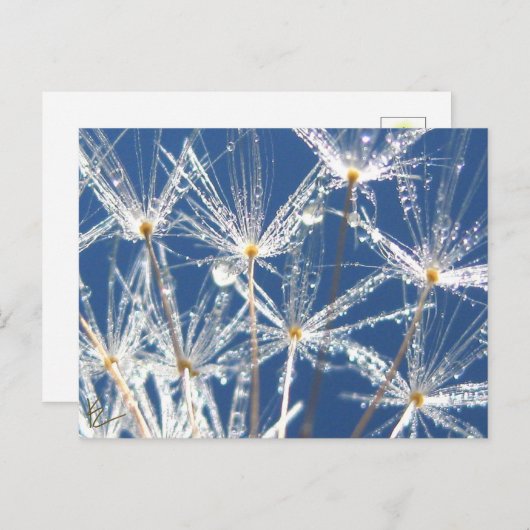 Friedlich-blau-weiße Leuchte mit Taube Postkarte (Vorne/Hinten)